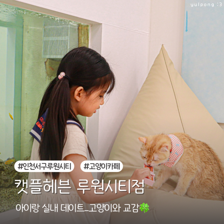  인천서구아이랑 캣플헤븐 고양이카페에서 실내 데이트