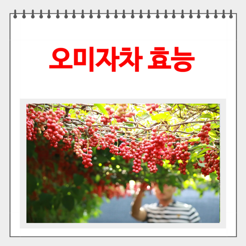 오미자차 효능 부작용 하루섭취량 칼로리는?