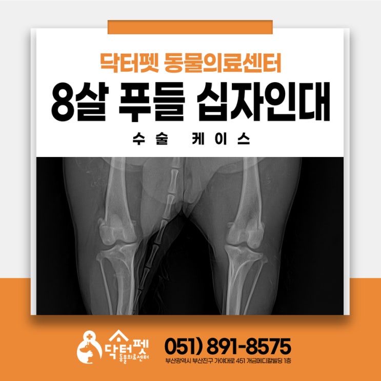  소파에서 뛰어내린 8살 푸들 전방 십자인대파열 TPLO 강아지 관절수술 부산동물병원
