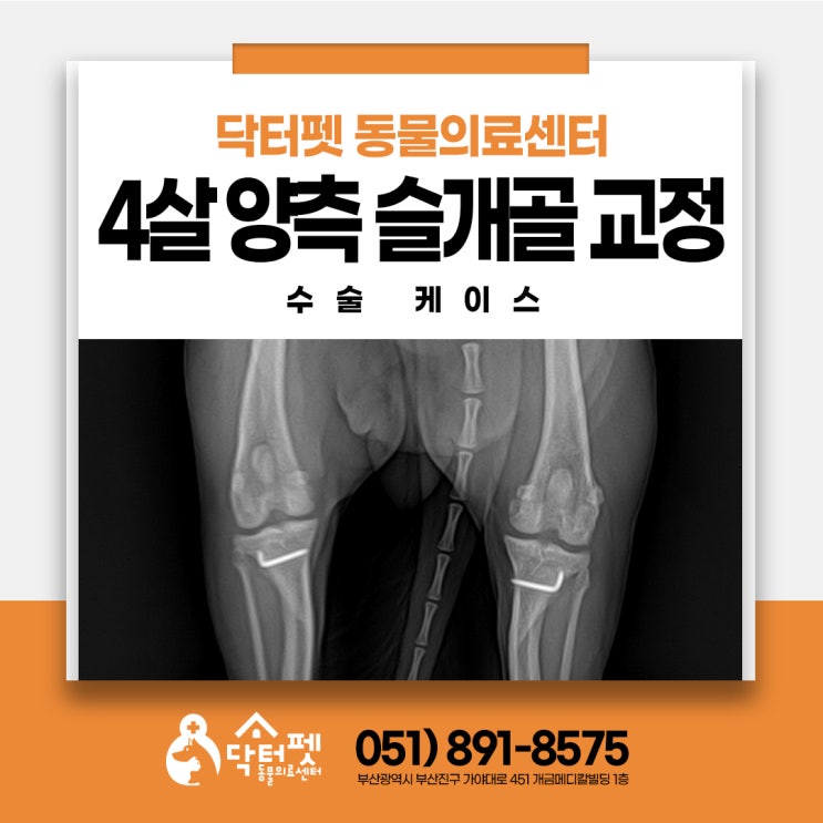  4살 말티즈 양측 슬개골 탈구 3기 4기 강아지 다리수술 잘하는 동물병원 부산