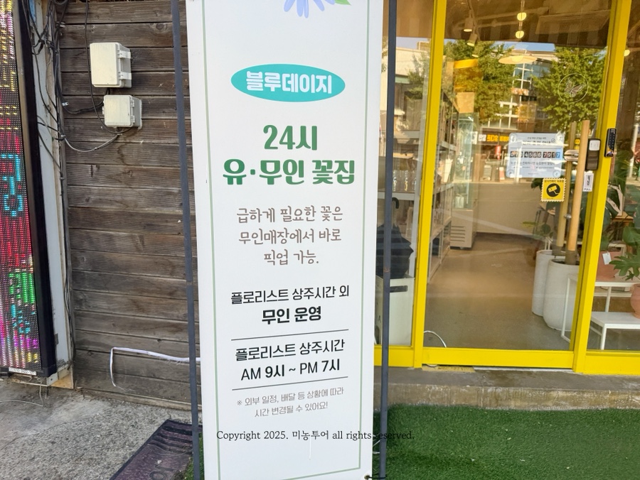 블루데이지 사진 2