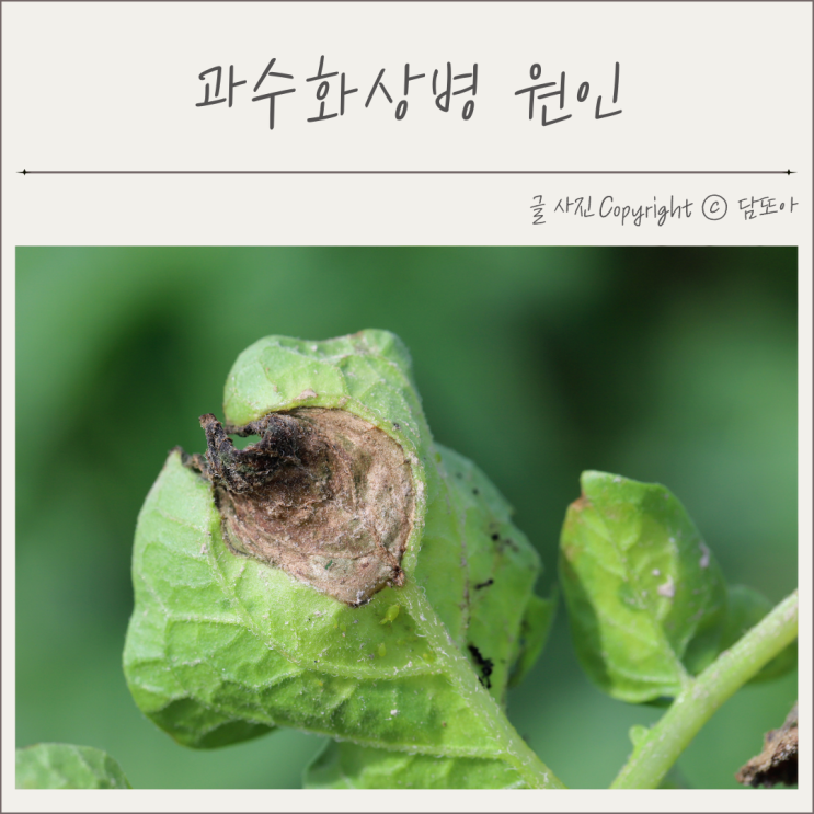  과수화상병 뜻 원인 증상 5가지 예방법