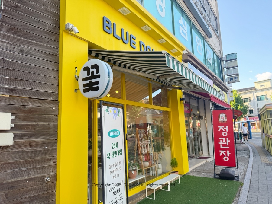 블루데이지 사진 1
