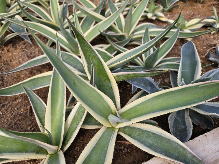  [다육이] 조각 같은 실루엣, 은빛 매트한 잎이 매력인 아가베 구인굴라(Agave guiengola)