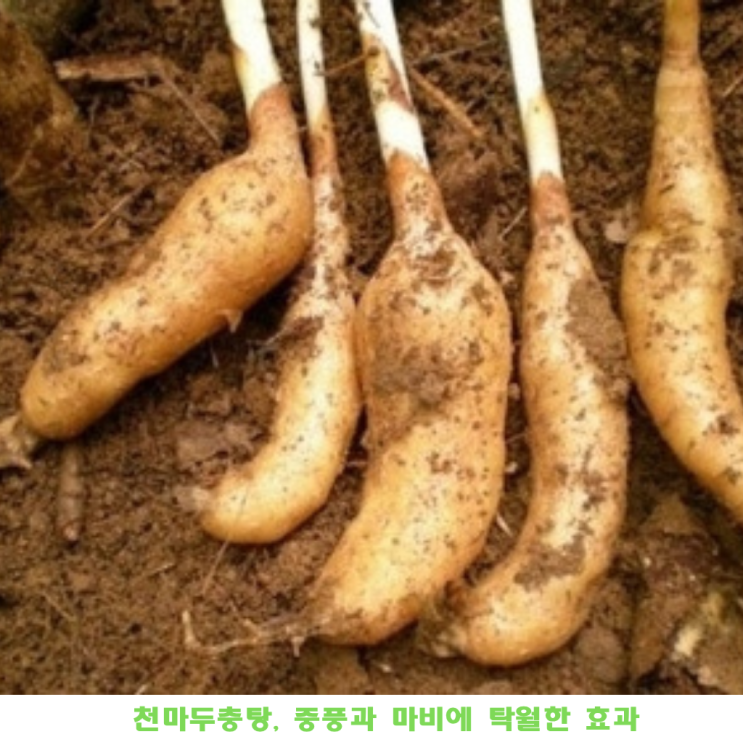 천마두충탕, 중풍과 마비에 탁월한 효과를 보이는 전통 한방처방