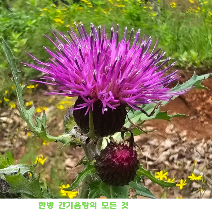 간 건강을 지키는 지혜, 한방 간기음탕의 모든 것