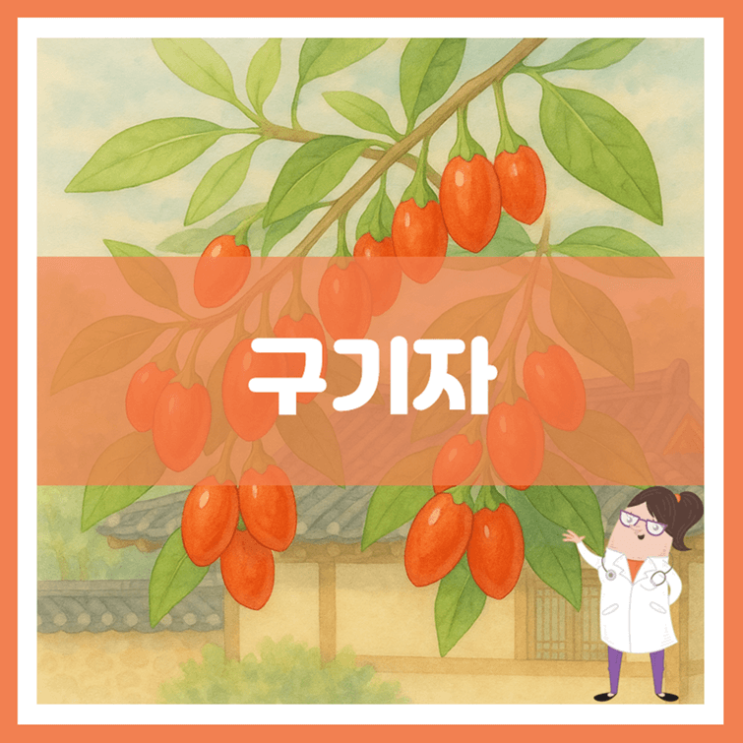  구기자 효능 부작용 보관방법