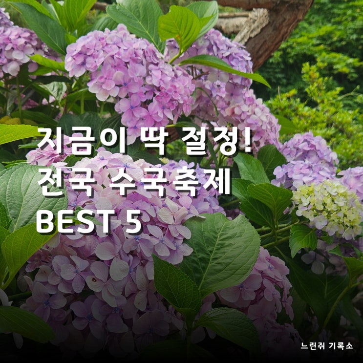  인생샷 명소부터 비밀정원까지, 전국 수국축제 BEST5