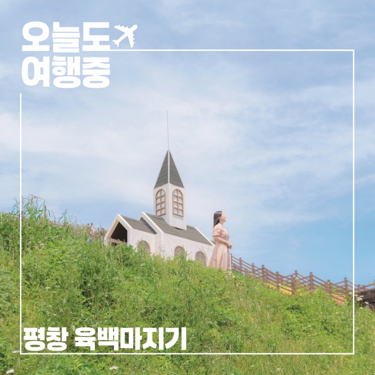  육백마지기 샤스타데이지 만개? 속지마세요 이게 진짜예요