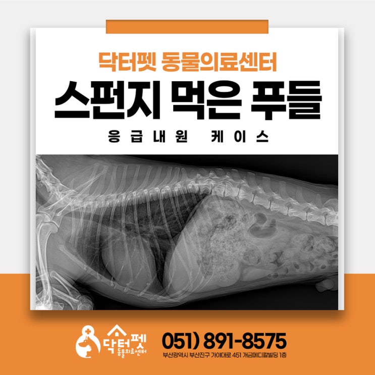  밤에 강아지가 스펀지 먹었어요  이물 삼킨 뒤 어떻게? 부산 24시동물병원 야간 응급실