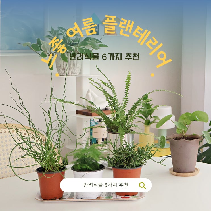  요즘 힙한 플랜테리어, 이 반려식물이면 실패 없음