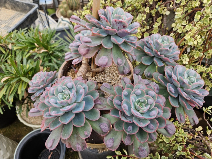  [다육이] 물방울 맺힌 듯한 잎의 매력, 에케베리아 레인드랍(Echeveria 'Raindrops)️