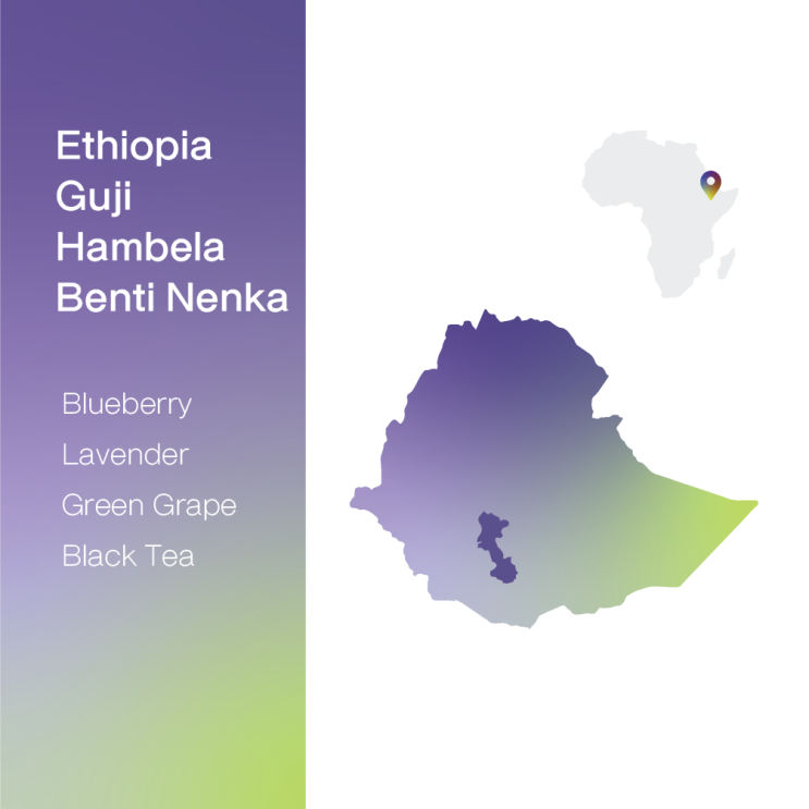  [생두 & 로스팅 리뷰] - 에티오피아 구지 함벨라 벤티 넨카 내추럴 - Ethiopia Guji Hambela Benti Nenka Natural