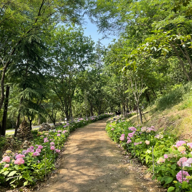  여름에 가볼 만한 구미 다온숲 (ft. 주차 정보)