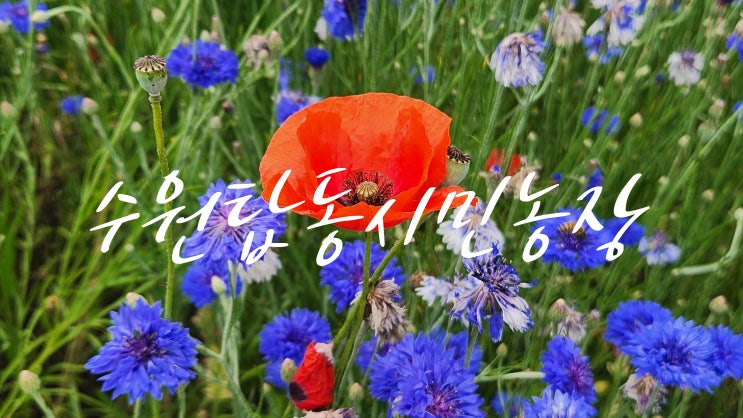  [수원 피크닉 장소 추천] 수원탑동시민농장, 양귀비·수레국화·메밀꽃·코스모스 꽃밭 힐링피크닉 명소