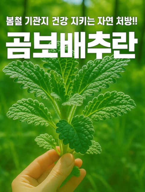  곰보배추시럽 효능부터 만드는 법까지, 봄철 기관지 건강 지키는 자연 처방