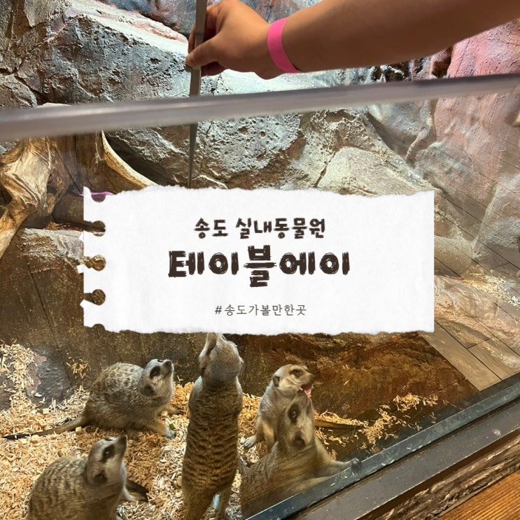  송도 실내 동물원 테이블에이로 아이와 뜻깊은 하루 보내기