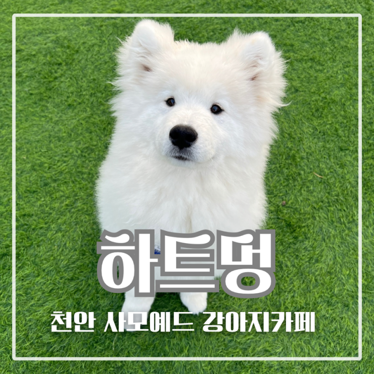  천안 강아지카페 하트멍 후기 사모예드 11마리와 힐링
