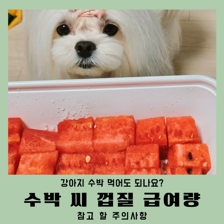  강아지수박 먹어도되나요 급여량 수박씨 껍질 주의점