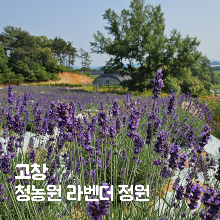  고창 라벤더축제 청농원 광주 근교 나들이 가볼만한곳