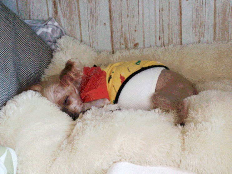 펫로스 증후군 증상 어떻게 대처할까?