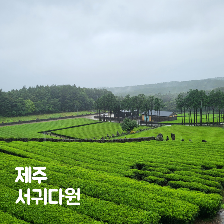  제주 서귀포 여행 서귀다원 녹차밭 비오는날 가볼만한곳