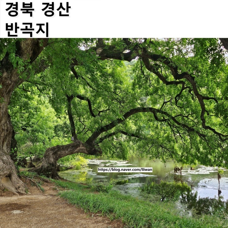  [경북/경산] 대구 근교 가볼 만한 곳, 경산 반곡지