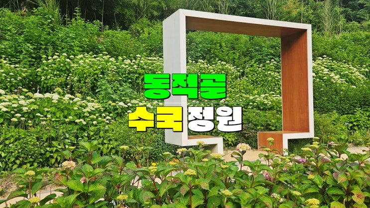 광주 수국꽃 명소 가볼만한곳 · 무등산 동적골 수국동산 개화 상황 맨발걷기 좋은길 광주 수국꽃 명소 가볼만한곳 · 무등산 동적골 수국동산 개화 상황 맨발걷기 좋은길