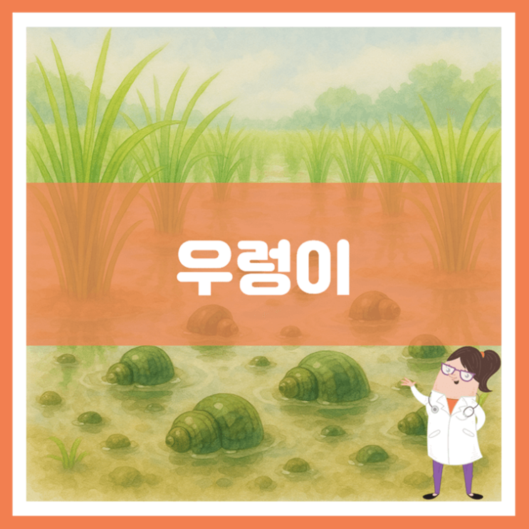  우렁이 효능 부작용 보관방법