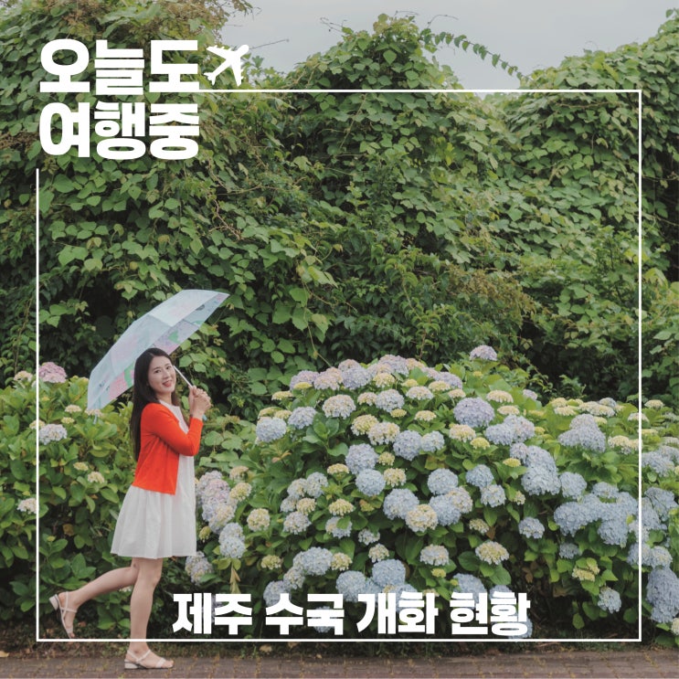 제주 수국 여행, 떠나기 전에 꼭 보고 가세요 6월 7월 개화상황 총정리