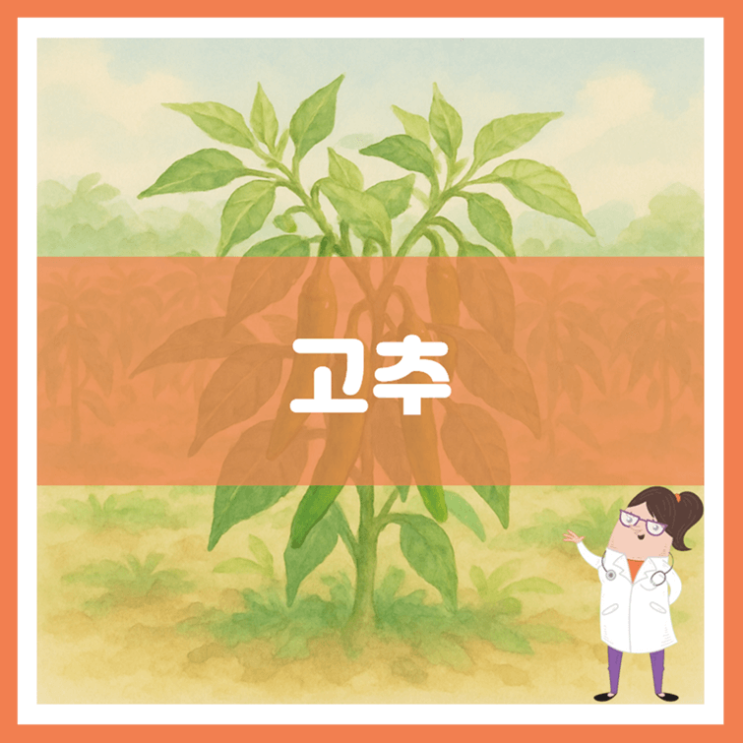  고추 효능 부작용 보관방법