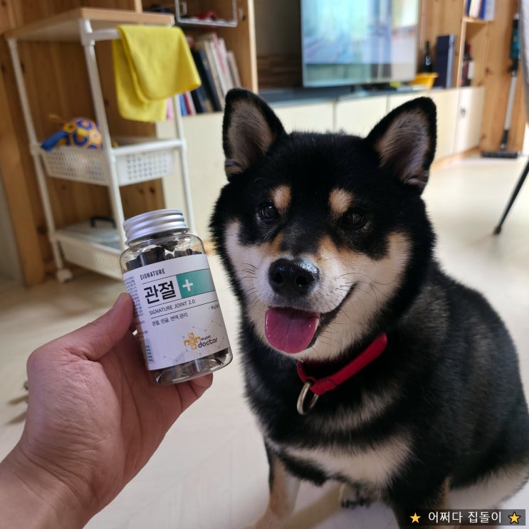  마이펫닥터 시그니처 조인트! 시바견 관절, 슬개골 건강에 좋은 간식처럼 맛있게 잘먹는 고함량 강아지 관절 영양제