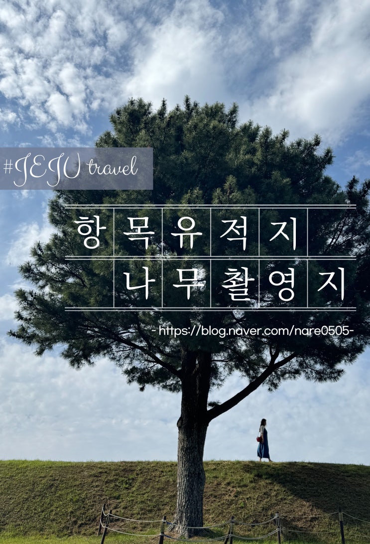  제주 서쪽 포토 스팟 항몽유적지 나무촬영지 나홀로나무