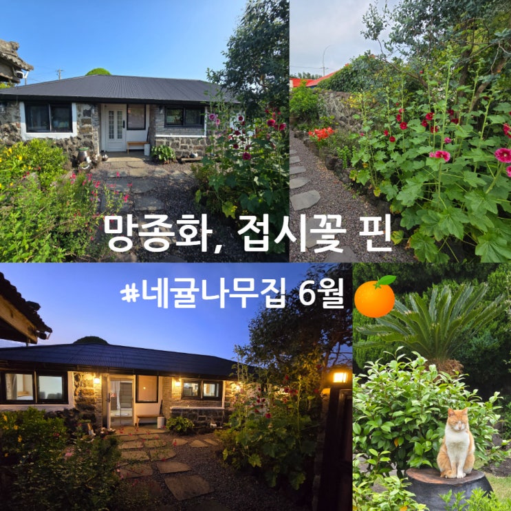  제주도 1달살기 독채 숙소, 제주에서 보는 6월의 꽃들