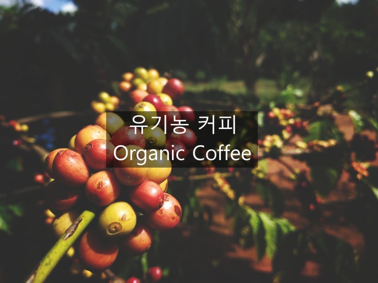  웰빙 시대의 건강 커피 유기농 커피 이야기~~