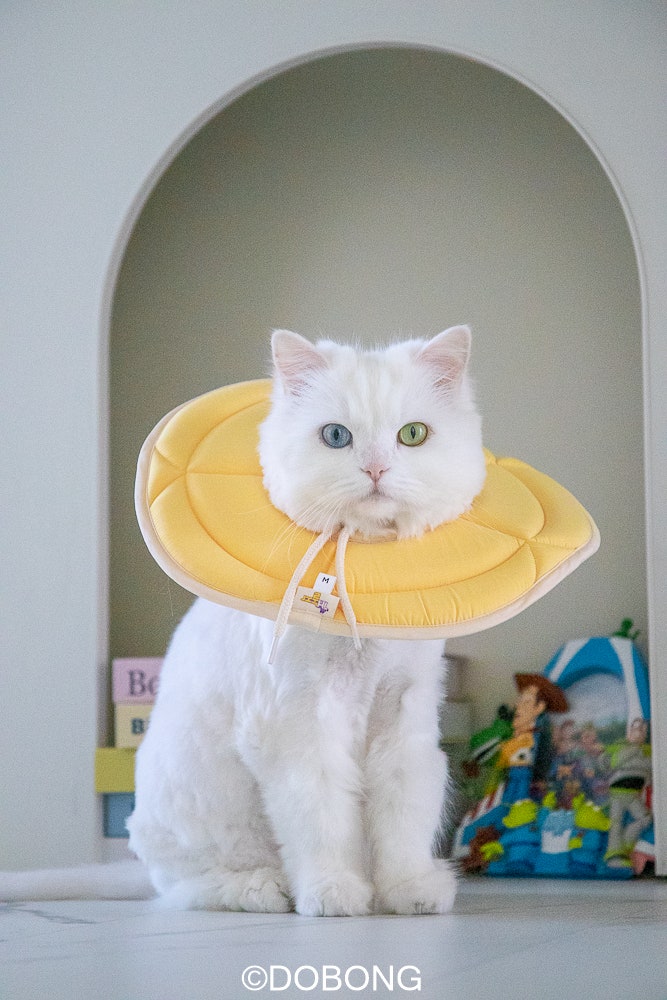 강아지 고양이 여름넥카라 개놀자 플라워넥카라