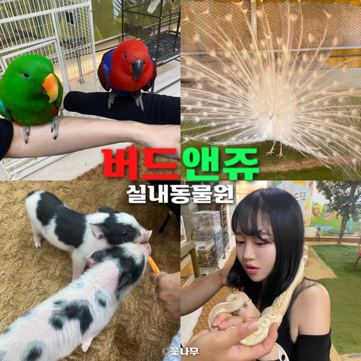  청주 실내 키즈 동물원 동물체험 가득한 버드앤쥬