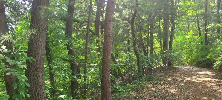  전국 임야 매입! 팔리지 않는 임야, 이제 고민 끝! (이천IT부동산)오래된 임야, 세금 부담, 관리의 어려움… 임야 처분 고민 해결!