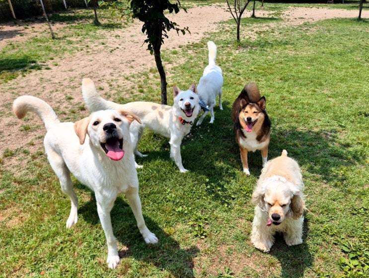  분당 강아지 유치원에서 알려주는 리드줄 끌지 않는 산책 훈련