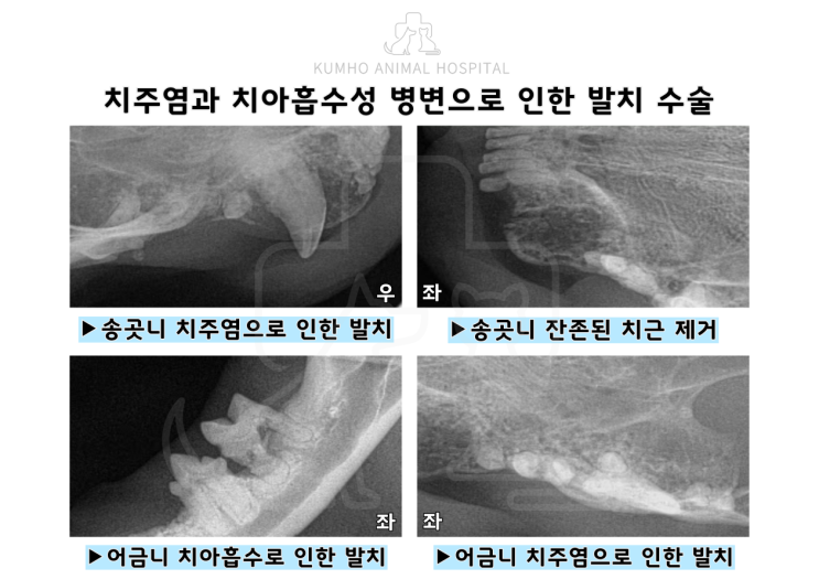 광주 고양이 치과 - 치주염과 치아흡수성병변(FORL)으로 인한 발치 수술 Case [광주 치과 동물병원, 고양이 치주염, 고양이 치아흡수, 고양이 발치, 노령묘 발치]