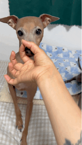  우리 댕댕이 집중력 폭발! 강아지훈련간식 [옐로우고래 말랑 노즈워크 져기 간식] 으로 즐겁게 훈련해요