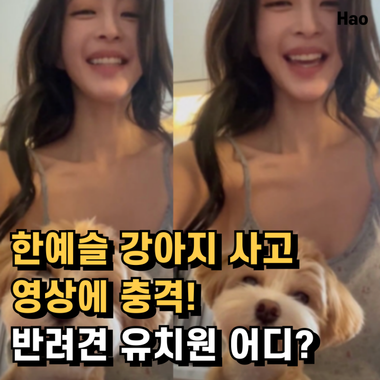 <b>한예슬</b> 강아지 사건 영상 공개! <b>반려견</b> 유치원, 진짜 어디인지... 