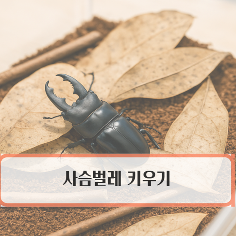다이소 사슴벌레 키우기 방법 및 채집통