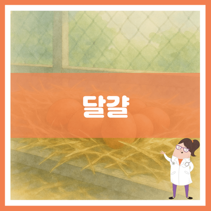  달걀 효능 부작용 고르는 방법
