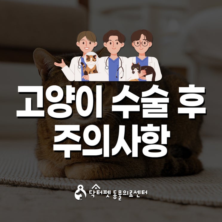  고양이 수술 후 주의사항 (부산 외과 동물병원 닥터펫동물의료센터)