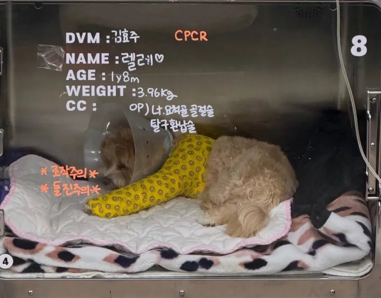 <b>한예슬</b> 강아지 유치원 <b>낙상</b> 사고 자식 같은 강아지, 다리가... 