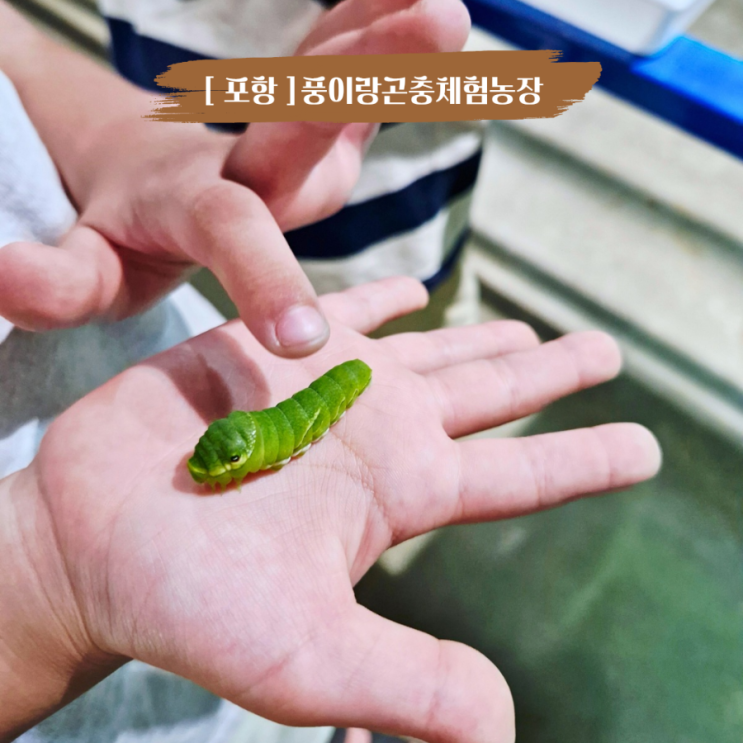  포항아이와가볼만한곳 실내곤충체험 풍이랑 곤충체험농장 여름방학 코스