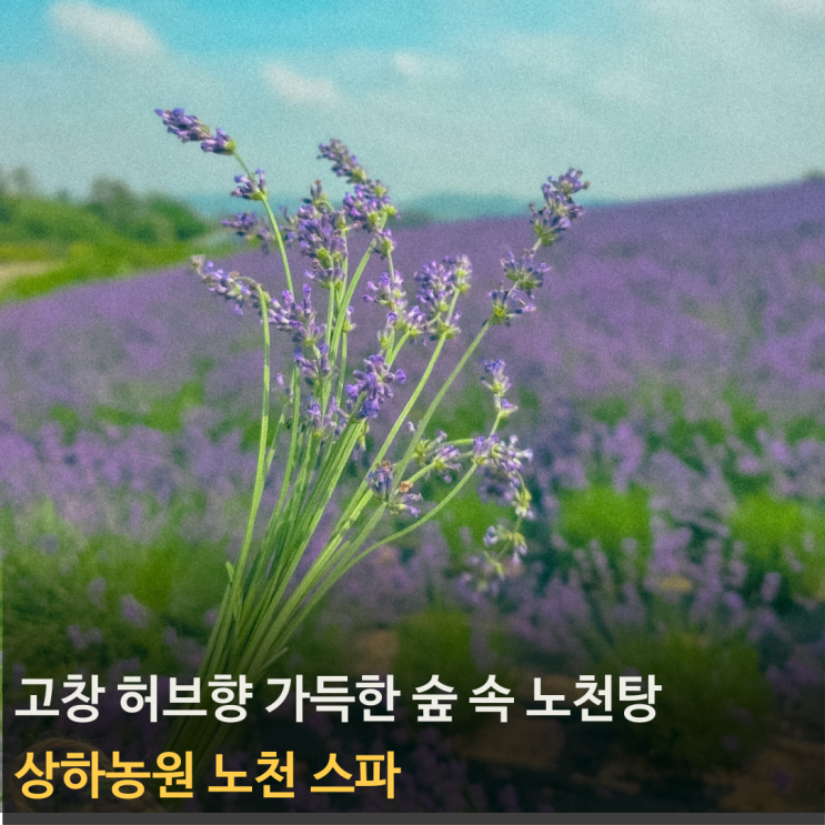 고창 상하농원 노천 스파와 라벤더 밭(50% 할인 팁)