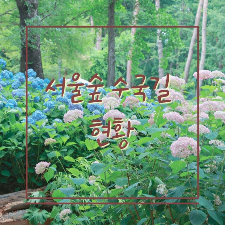  서울숲 느린 산책의 정원 수국길 개화 상황 정확한 위치