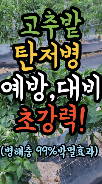 #.68 고추 탄저병, 병원균 예방 초강력 99%박멸효과 가성비템!!!